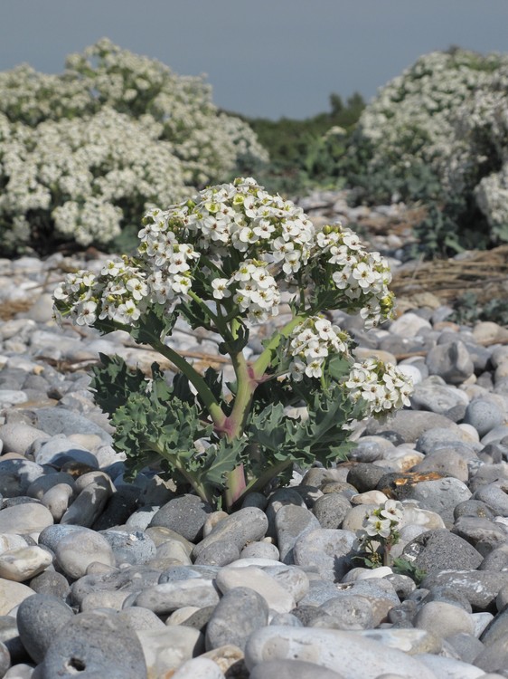 Crambe maritima